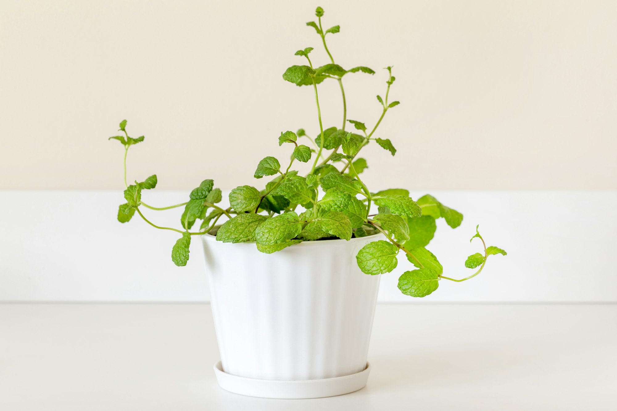 Fresh mint growing at home in the pot, indoor gardening